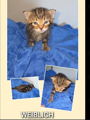 Babykatze  geb.26.08.26 