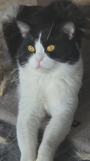 Kater Lennox 2 Jahre