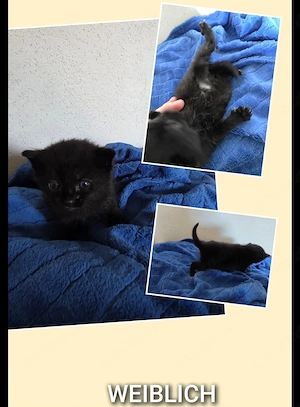 Babykatze  geb. 26.08.26 