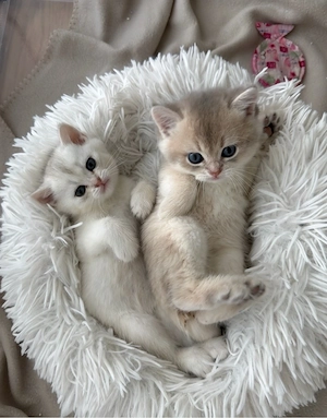 Britisch Kurzhaar *bkh* kitten golden silver shaded tabby zu verkaufen!