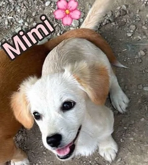 Chihuahua - Dackel mix Welpe 4,5 mon