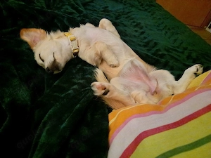 Chihuahua - Dackel Mix Welpe