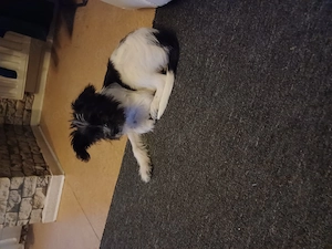 Liebevolles Zuhause gesucht 