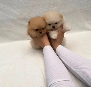 Sweet Pomeranian Zwergspitz welpen 