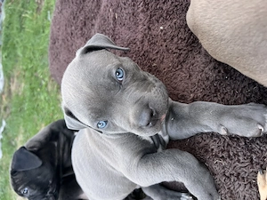 American Bully XL Welpen 