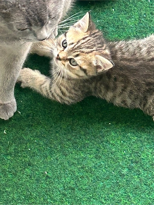 baby kitten bkh