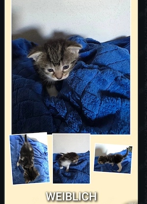 Babykatze geb. 26.08.26 