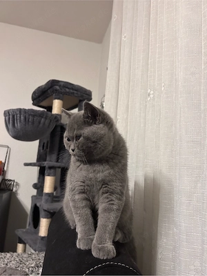 BKH Kitten