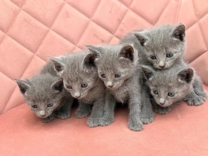 Russisch Blau Kitten suchen ihr liebevolles Zuhause!