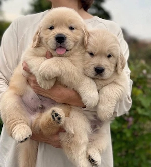 Golden retriever Welpen 