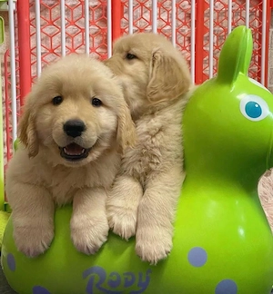 Golden retriever welpen 