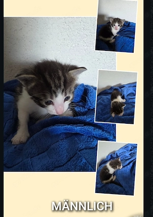 Katzenbaby geb.  26.08.26 