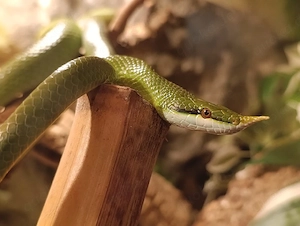 Gonyosoma boulengeri