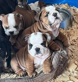 Englische Bulldogge Welpen