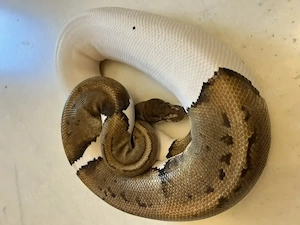 Königspython abzugeben: Pin Pied, GHI Pied, Albino Pied