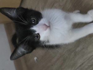 Katzen suchen neues zuhause