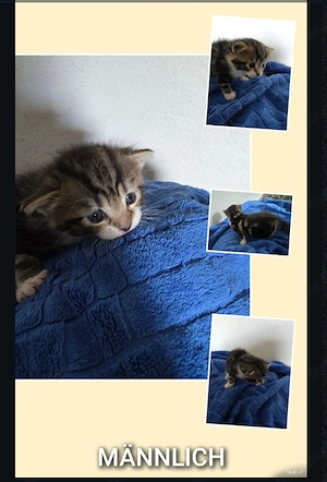 Babykatze geb 26.08.26 
