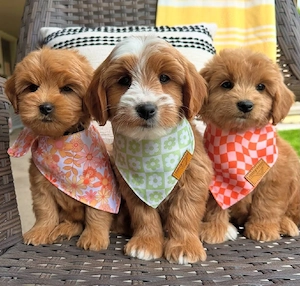 Goldendoodle welpen 