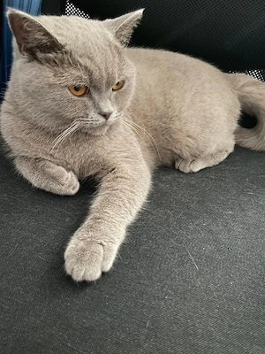 Reinrassiges Bkh Mädchen 