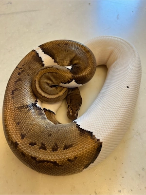 Königspython abzugeben: Pin Pied, GHI Pied, Albino Pied