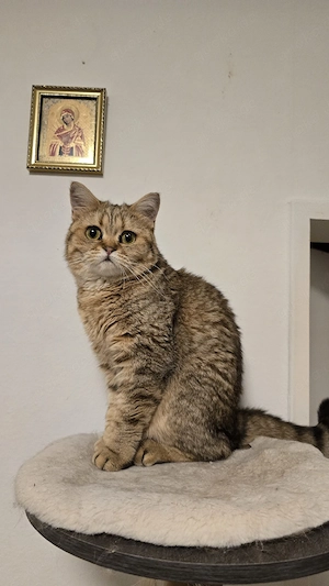 BKH Katze 