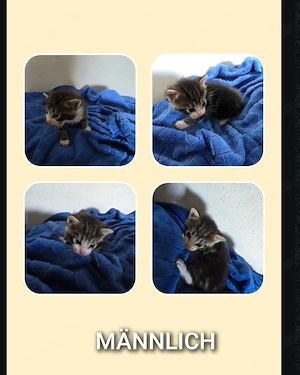 Babykatze geb 26.08.26 