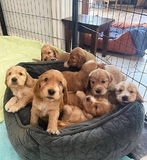 Cocker spaniel welpen 