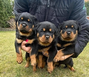 Rottweiler Welpen