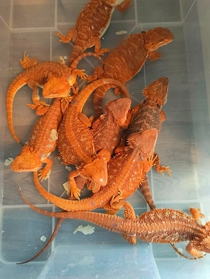 25% Red Monster Bartagamen Nachzuchten Hypo Translucent het. Hypo