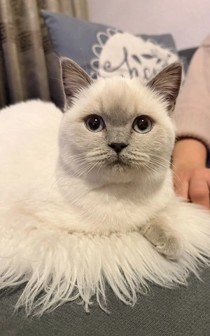 BKH blue point katze