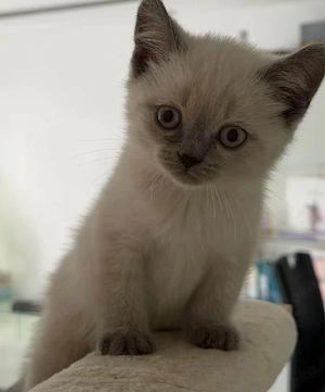 katzen baby