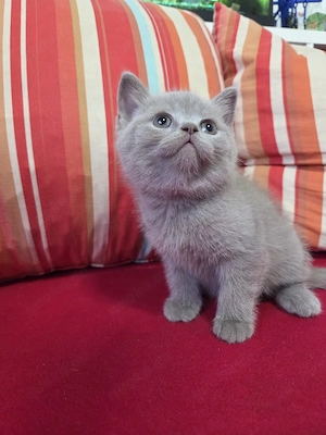 Bkh Kitten Britisch Kurzhaar  Langhaar 