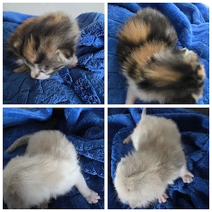 2 Babykatzen geb 05.09.26