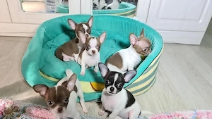 sweet Chihuahua Welpen 