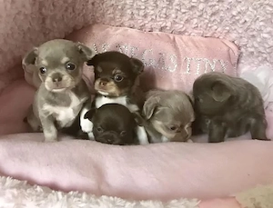 Sweet Chihuahua Mini Welpen 
