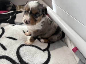 Toy Australian Shepherds