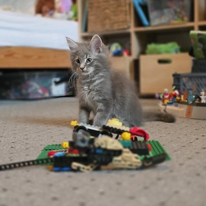 Süßer Maincoon Kater 