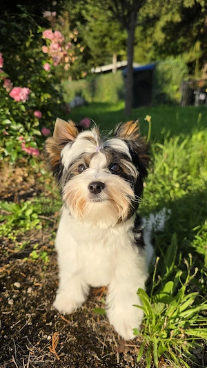 Biewer-Yorkie   flauschiges Glück 