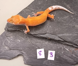 1.0 Leopardgecko Holdback Release 