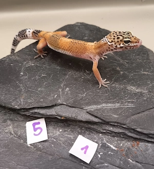Leopardgecko NZ 2026 Männchen 3.0 Black Night & Wild het. Blizzard