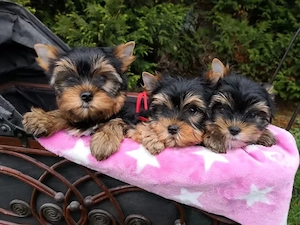 Yorkshire terrier welpen 
