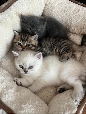    Süße weiße Britisch Kurzhaar Katze abzugeben   