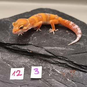 Leopardgecko Nachzuchten 0.1 Mandarin, Tangerine, Hypo & weitere