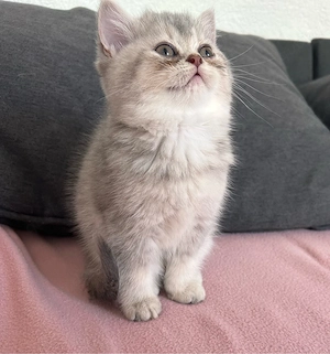 bkh Kitten 