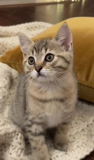 2 süße BKH mix suchen ein liebevolles Zuhause. T:01749810317 WhatsApp 