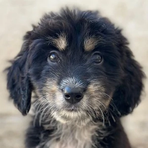 Ginger, geb. ca. 05 2026, lebt in GRIECHENLAND, im städt. Tierheim Serres 