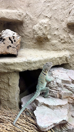 1.0 Crotaphytus collaris collaris 