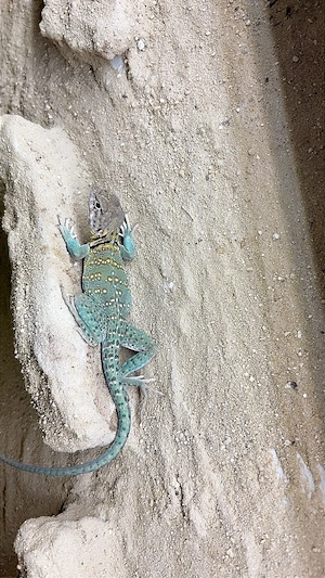 1.0 Crotaphytus collaris collaris 