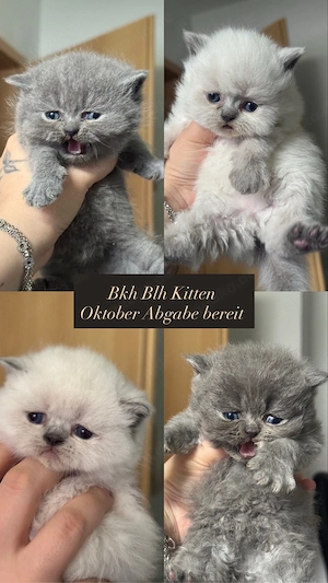 Bkh Blh Kitten