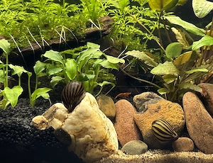 Rennschnecke für Aquarium zu verschenken